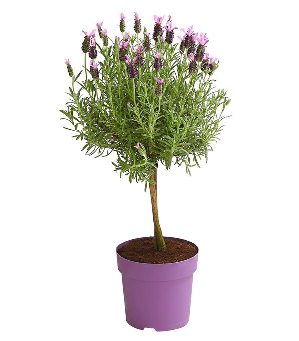 Schopf-Lavendel, Stämmchen