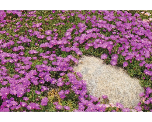 IJsplant FloraSelf Delosperma cooperi Ø 7 cm Pot 6 st