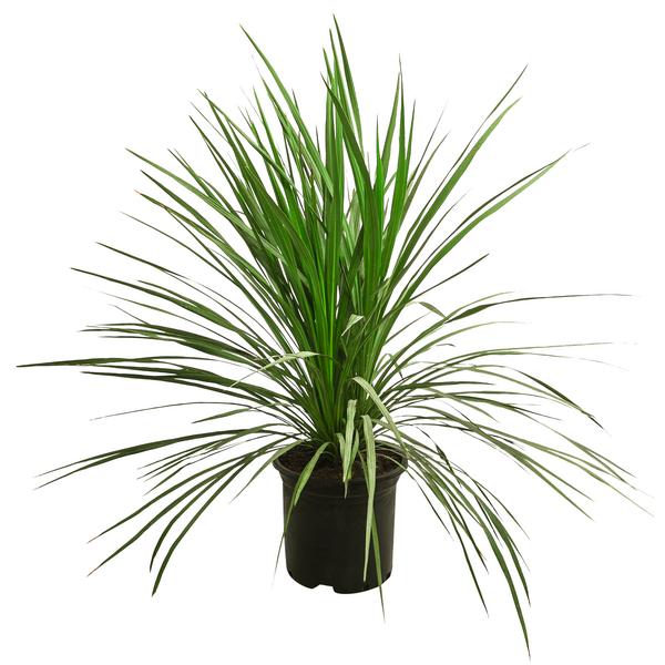 Keulenlilie - Dracaena indivisa
