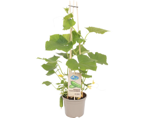 Snackkomkommer mini Pick&Joy Ø 14 cm pot