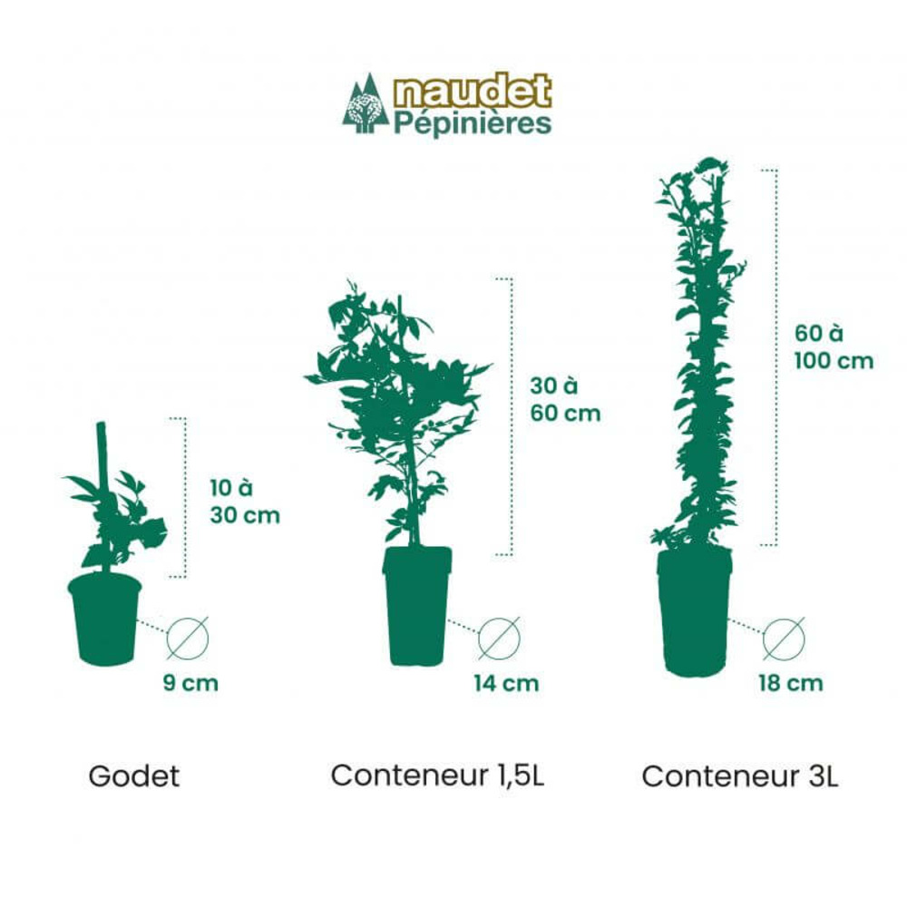 Vigne 'sauvignon blanc' (vitis sauvignon blanc) - conteneur 1l - taille 20/40cm