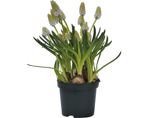 Druifhyacint FloraSelf Muscari botryoides 'White Magic' Ø 9 cm pot