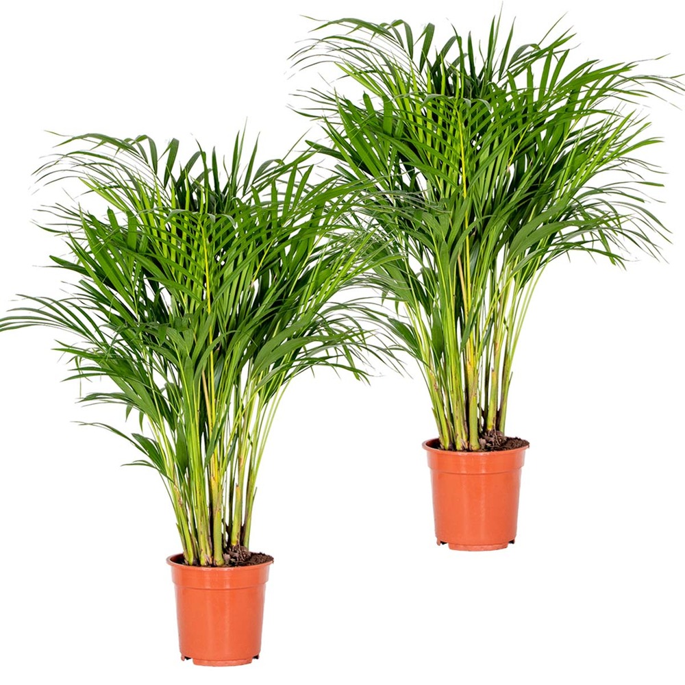 2x dypsis lutescens - golden palm - plante d'intérieur - entretien facile – ⌀20 cm - ↕90-100 cm