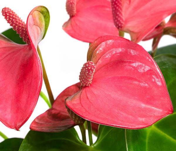 Waterplant Flamingoblume im Glas - Anthurium