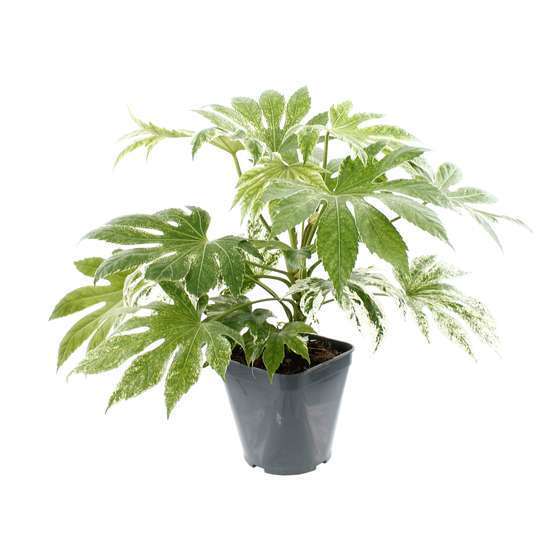 Fatsia japonica 'Spiders Web':conteneur 4 litres