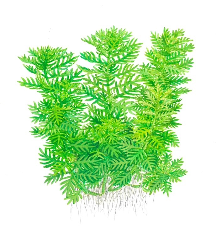Waterplant Hottonia Palustris