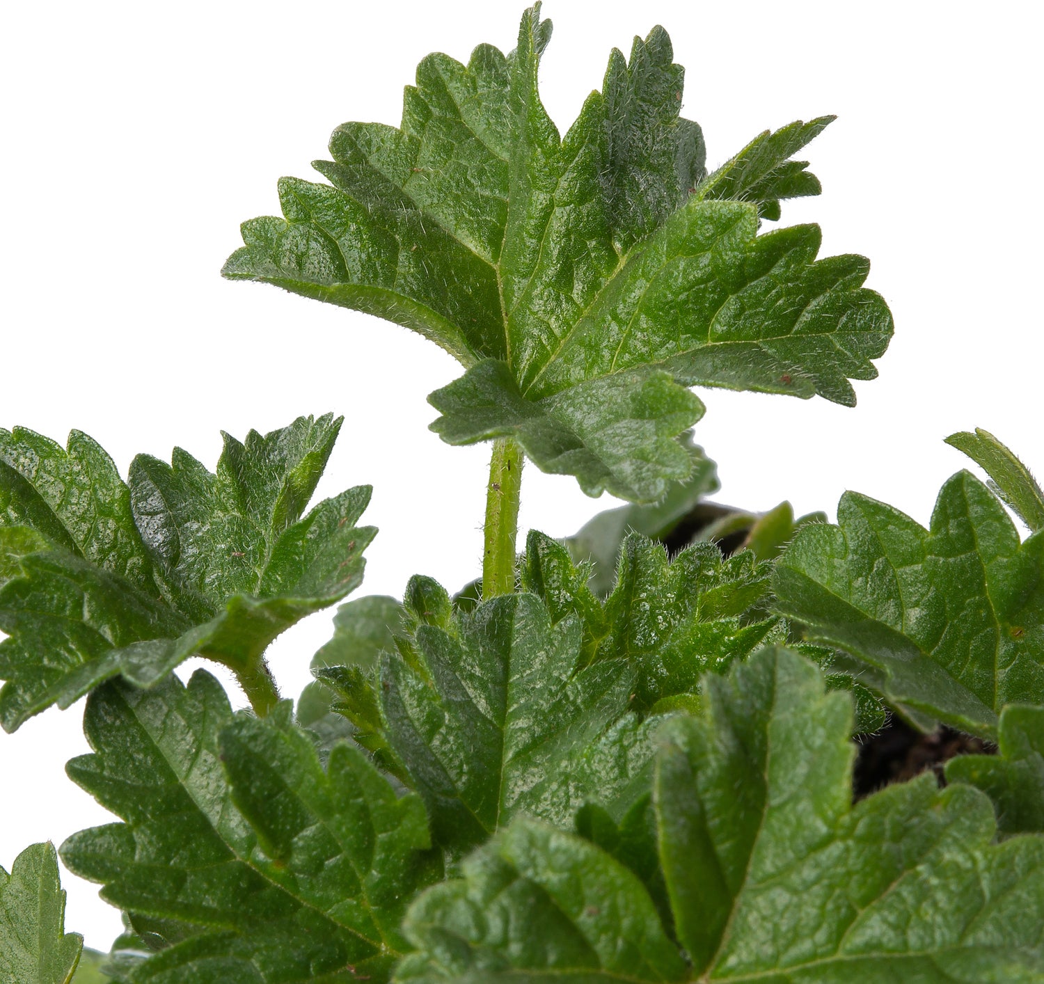 Vijfdelig kaasjeskruid (Malva alcea 'Fastigiata') D 9 H 10 cm
