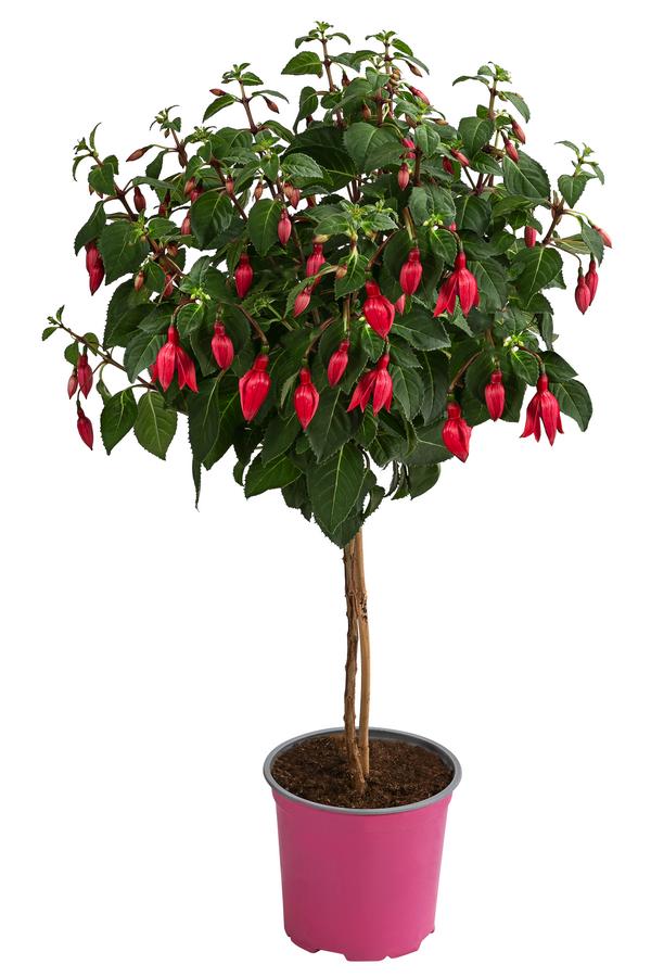 Fuchsie, Stämmchen, verschiedene Sorten