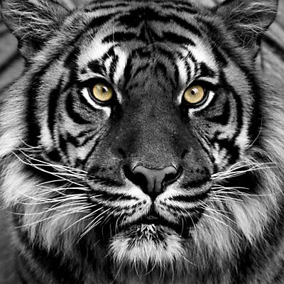 Toile imprimée sur chassis Tigre 57 x 57 cm
