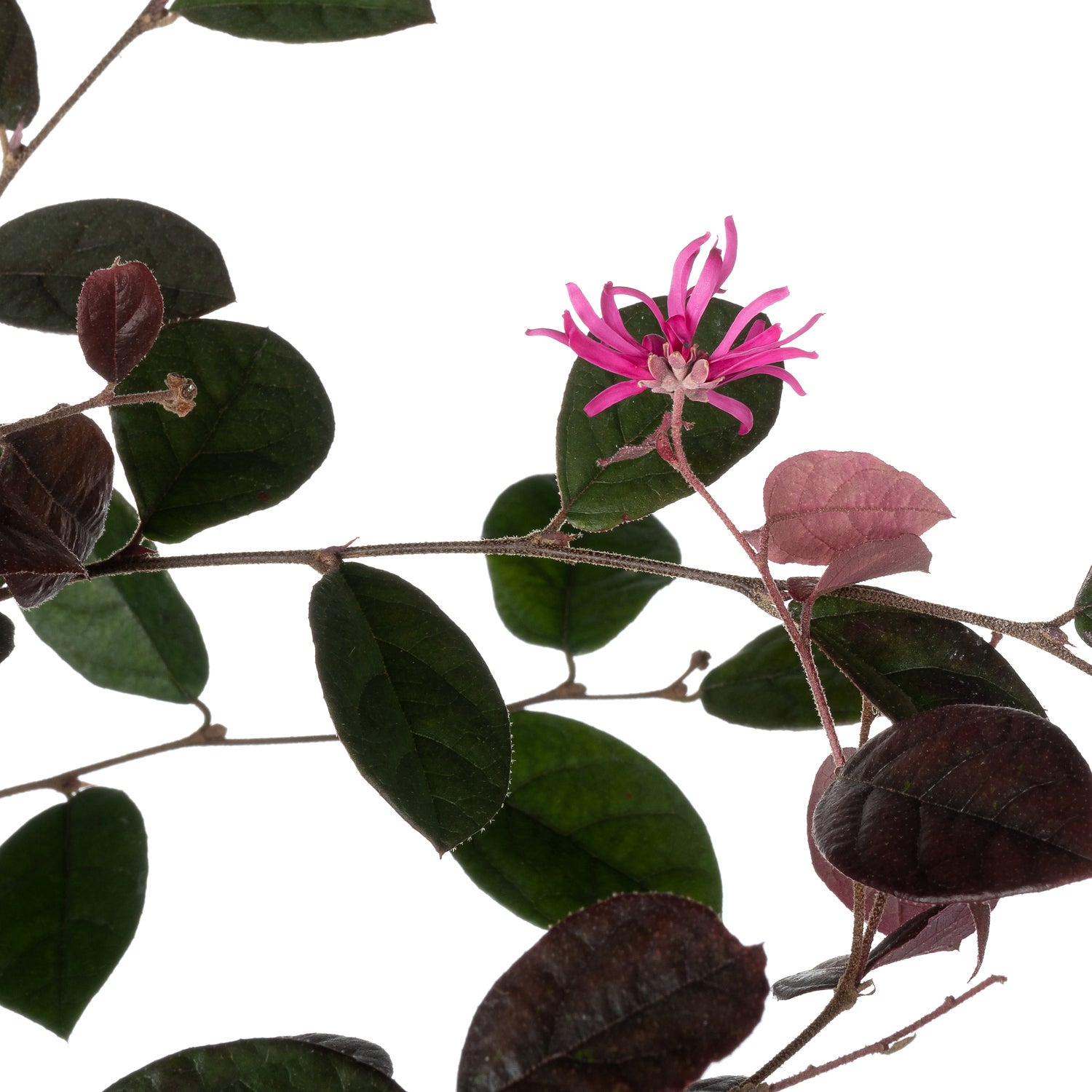 Heksenstruik (Loropetalum chinense 'Fire Dance') D 15 H 20 cm