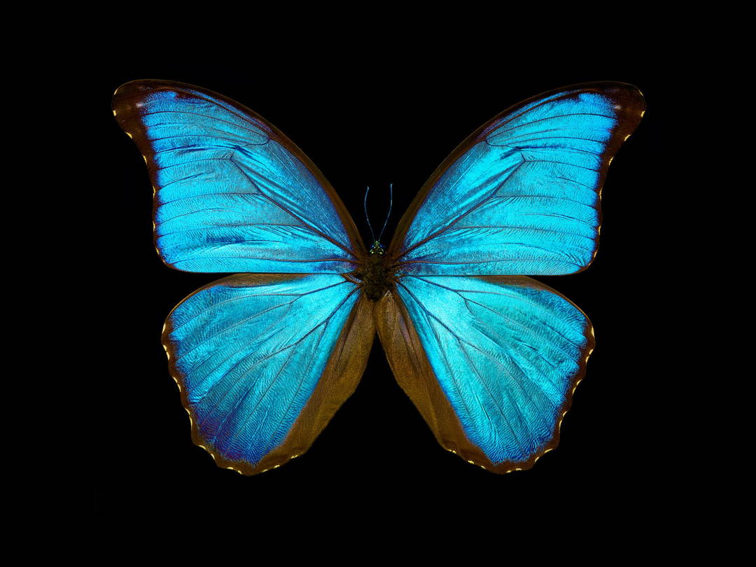 Butterfly III by Heiko Hellwig - Darlings - Small Limited Edition. 30x40.