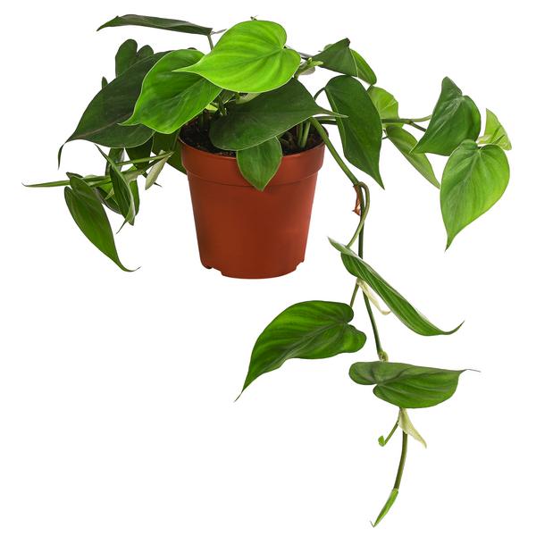 Baumfreund - Philodendron scandens