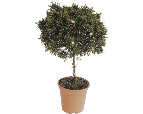 Wasbloem (Chameleucium uncinatum) Hoogte ca. 70 cm Diameter 19 cm Pot