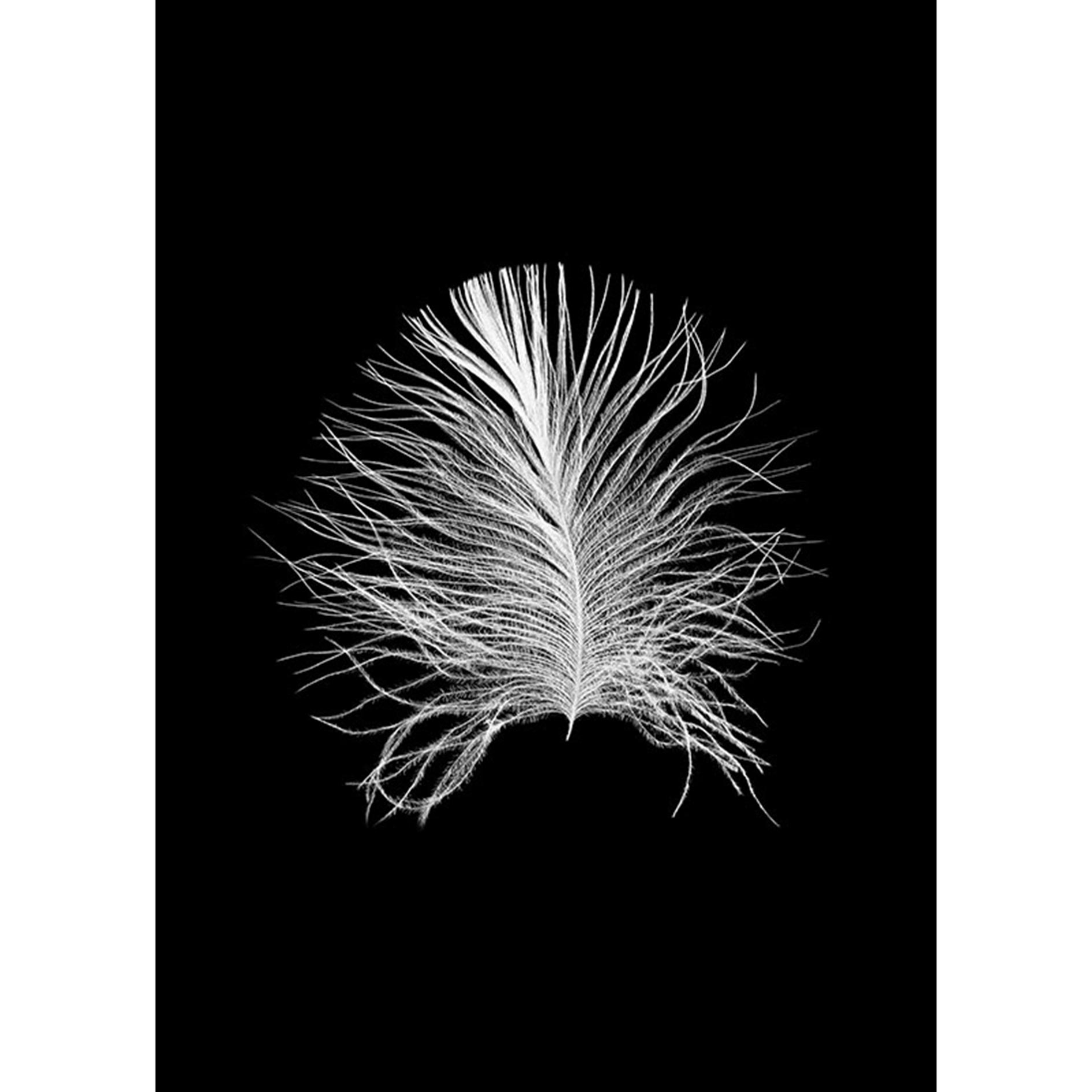 Wandbild FEATHER BLACK - weiß-schwarz - 50x70 cm