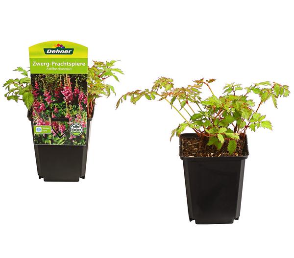 Bio Zwerg-Astilbe