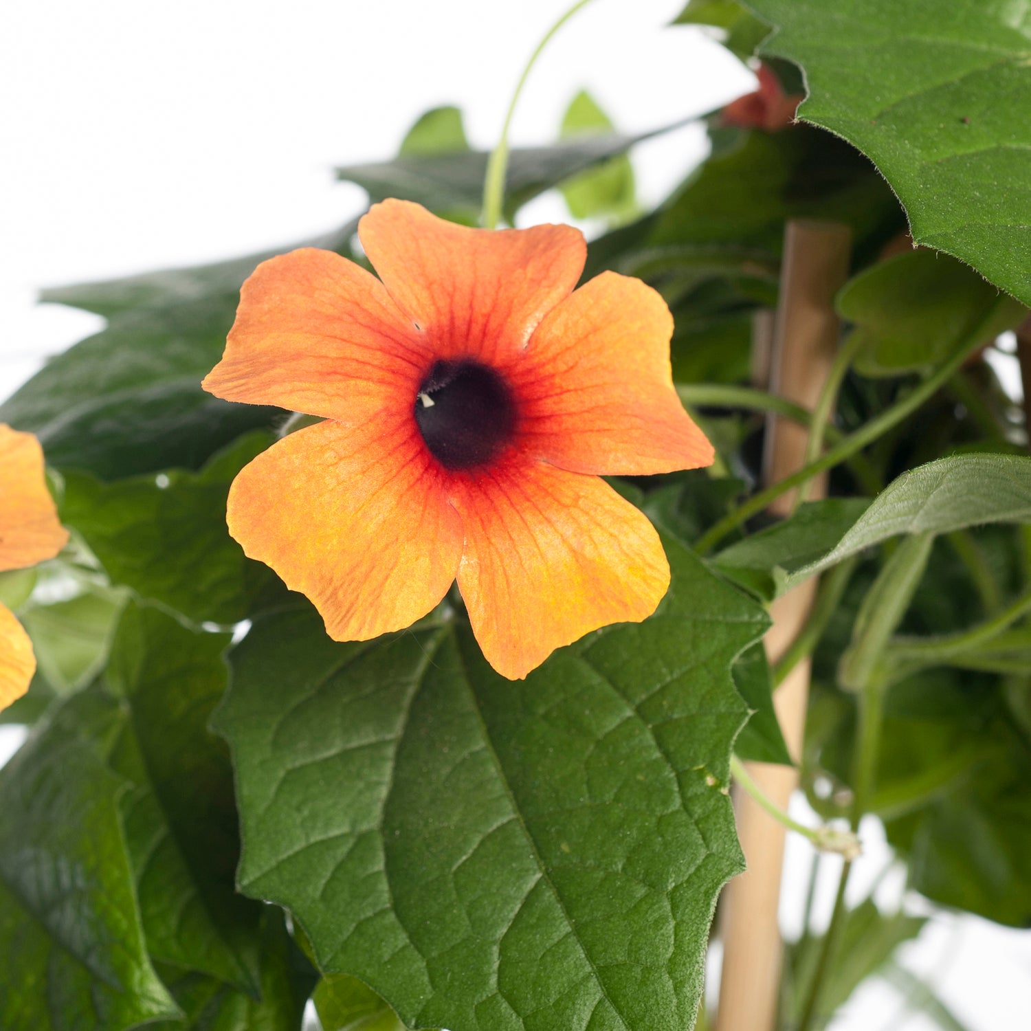Suzanne-met-de-mooie-ogen (Thunbergia alata 'Suzie Yellow with Eye') D 17 H 80 cm