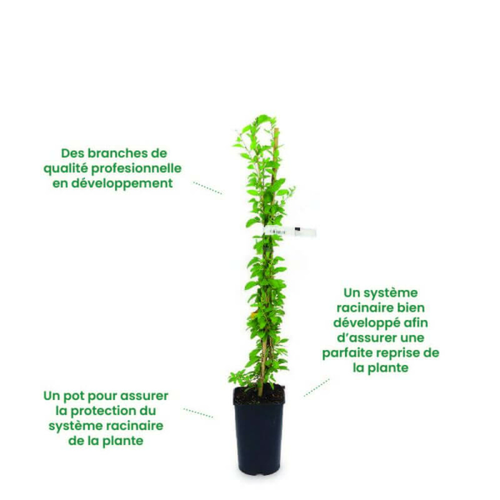 Vigne 'chenin' (vitis chenin) - conteneur 1l - taille 20/40cm