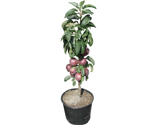 Biologische zuilvormige appel FloraSelf Bio Malus domestica 'Blue Moon' H 100-130 cm Co 7.5 L