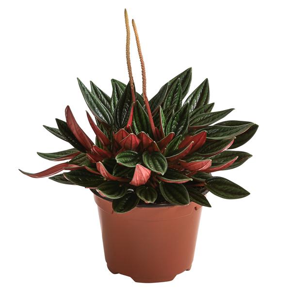 Peperomie - Peperomia caperata 'Rosso'