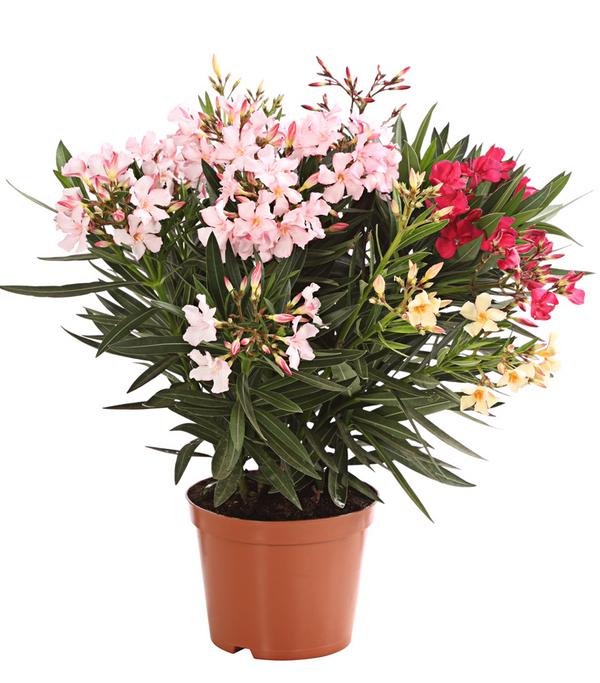 Oleander-Trio