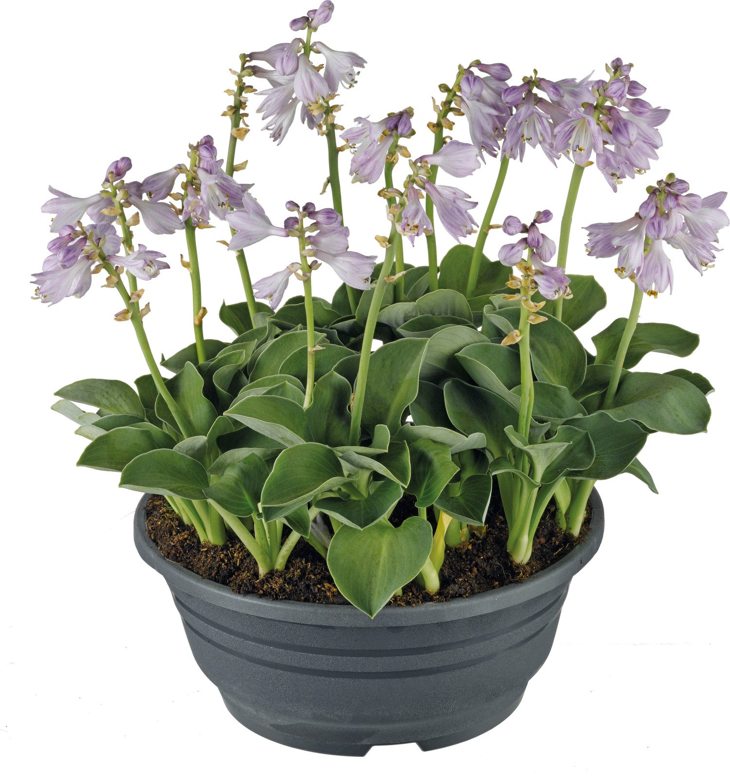 Hartlelie (Hosta 'Blue Mouse Ears') D 9 H 15 cm