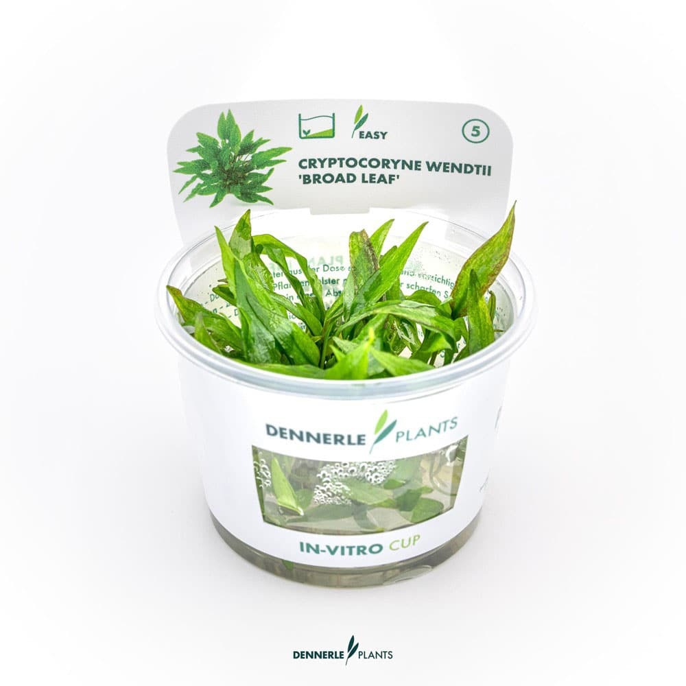 Cryptocoryne wendtii broad leaf in vitro