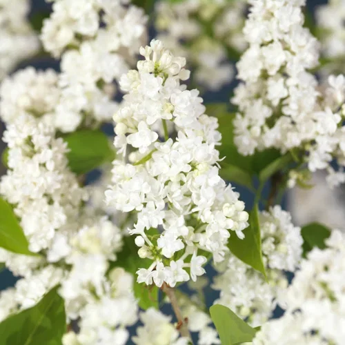 Syringa vulgaris alba sol 100-120cm 10L Duftsyrin hvit Ø27 cm