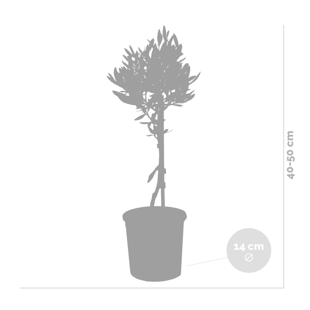 Olea europaea - olivier sur tronc - arbre - rustique – ⌀14 cm - ↕40-50 cm