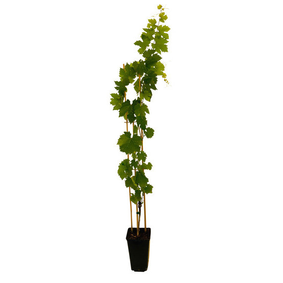 Vigne 'Cardinal' : pot de 3 litres