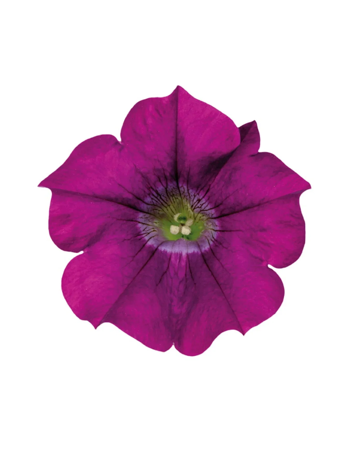 Petunia hybrida Petunia stikling Ø6 cm