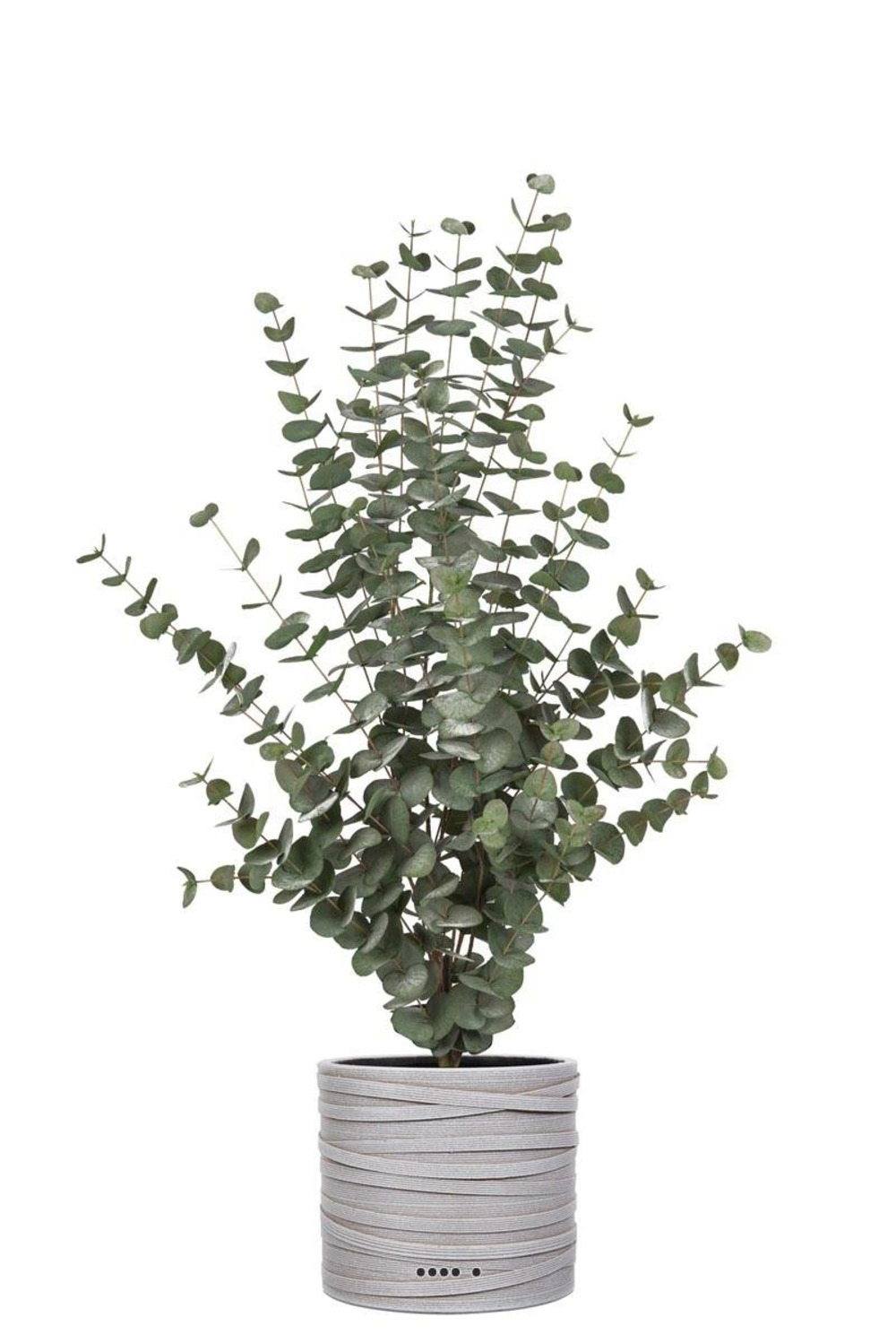 Eucalyptus cinerea artificiel en pot h 110 cm, d 70 cm - choisissez votre hauteu