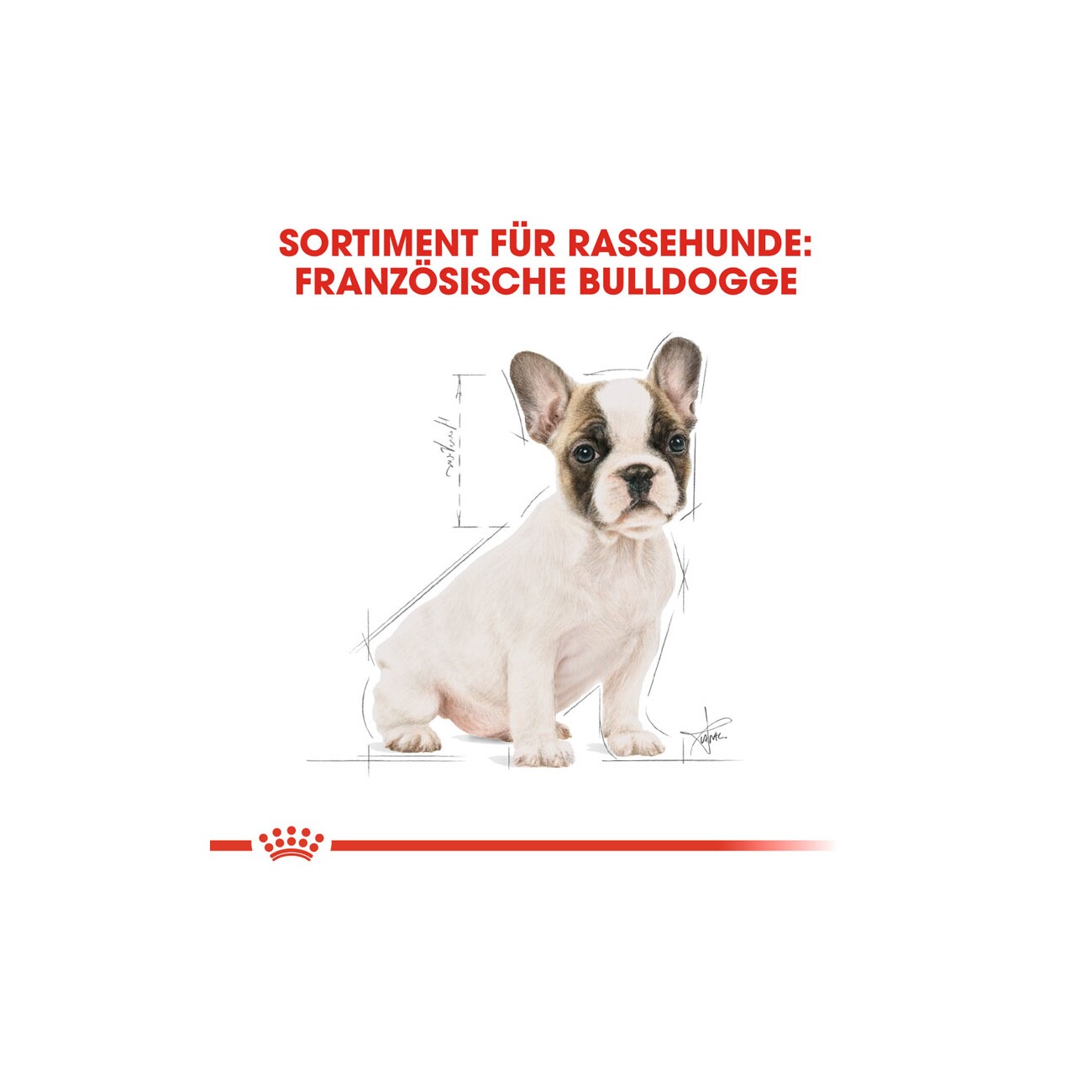 ROYAL CANIN Französische Bulldogge Puppy 3 kg