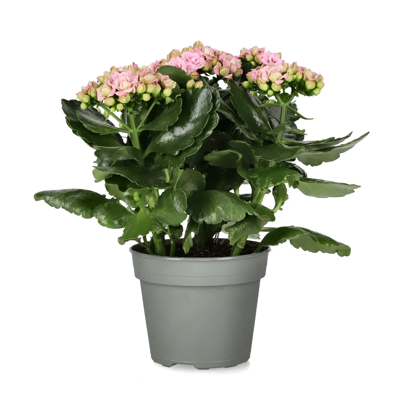 Kalanchoe maxi Light Pink  14cm Ildtopp Høyde 30 cm