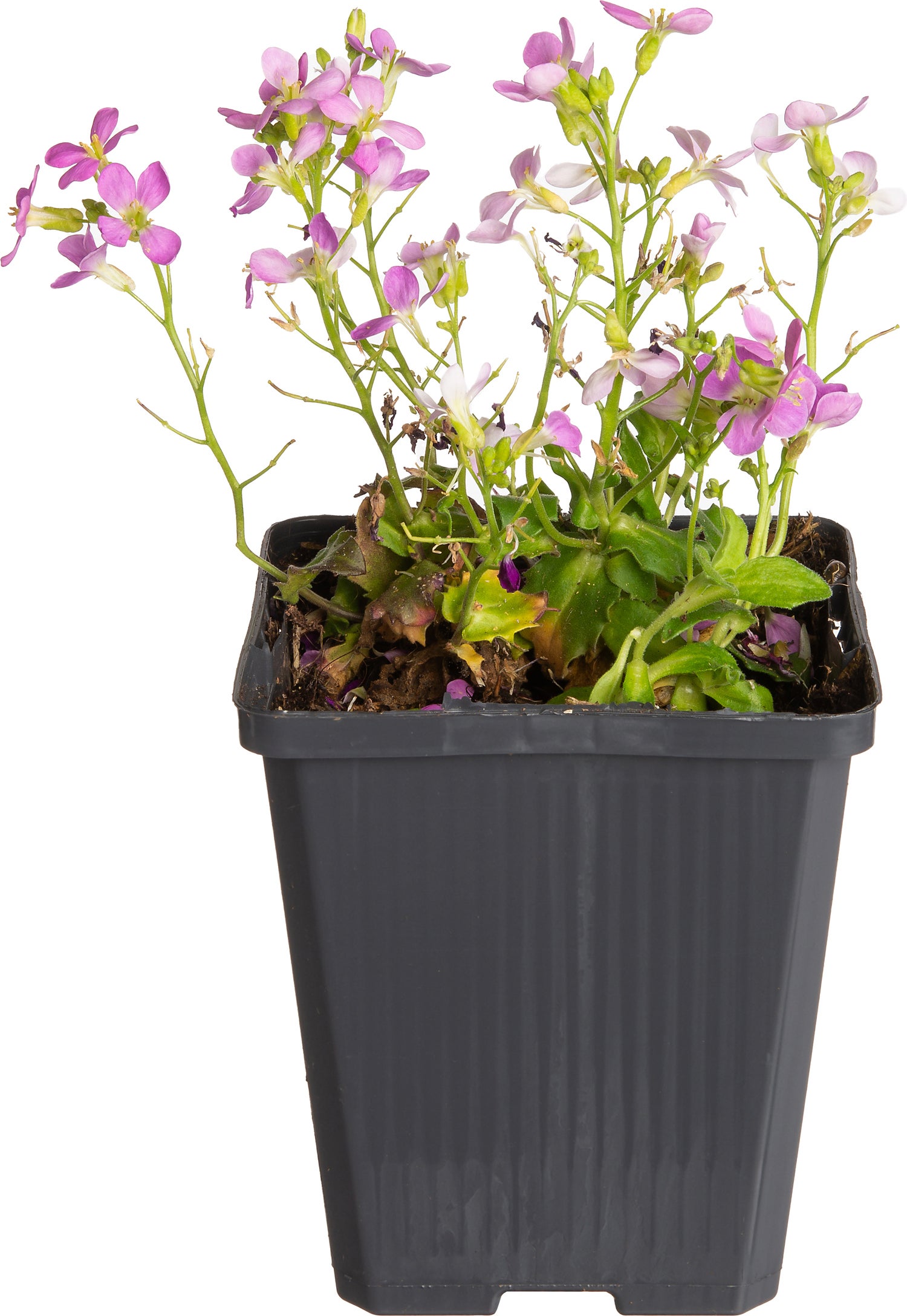 Rijstebrij (Arabis caucasica 'Pinkie') D 9 H 10 cm