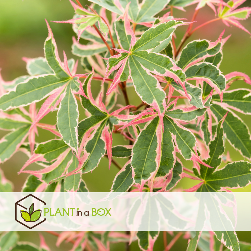 Acer palmatum 'butterfly' - erable japonais - pot 19cm - hauteur 50-60cm