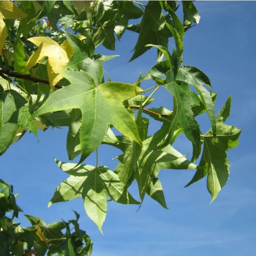 Copalme ou liquidambar (liquidambar styraciflua) - godet - taille 20/40cm