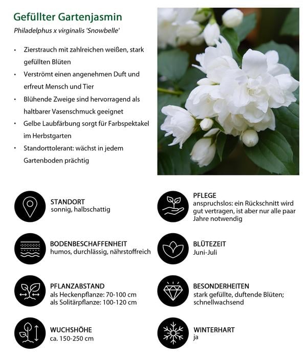 Blütenhecke Elegance, 4-teilig