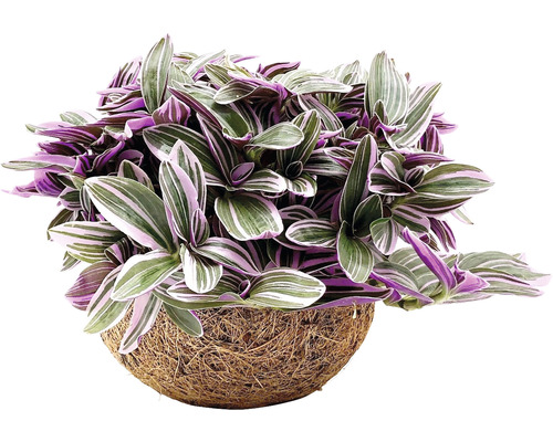 Kokodama FloraZelfstandige kleine spinkruid, hoogte inclusief pot ca. 20 cm, potdiameter 15 cm