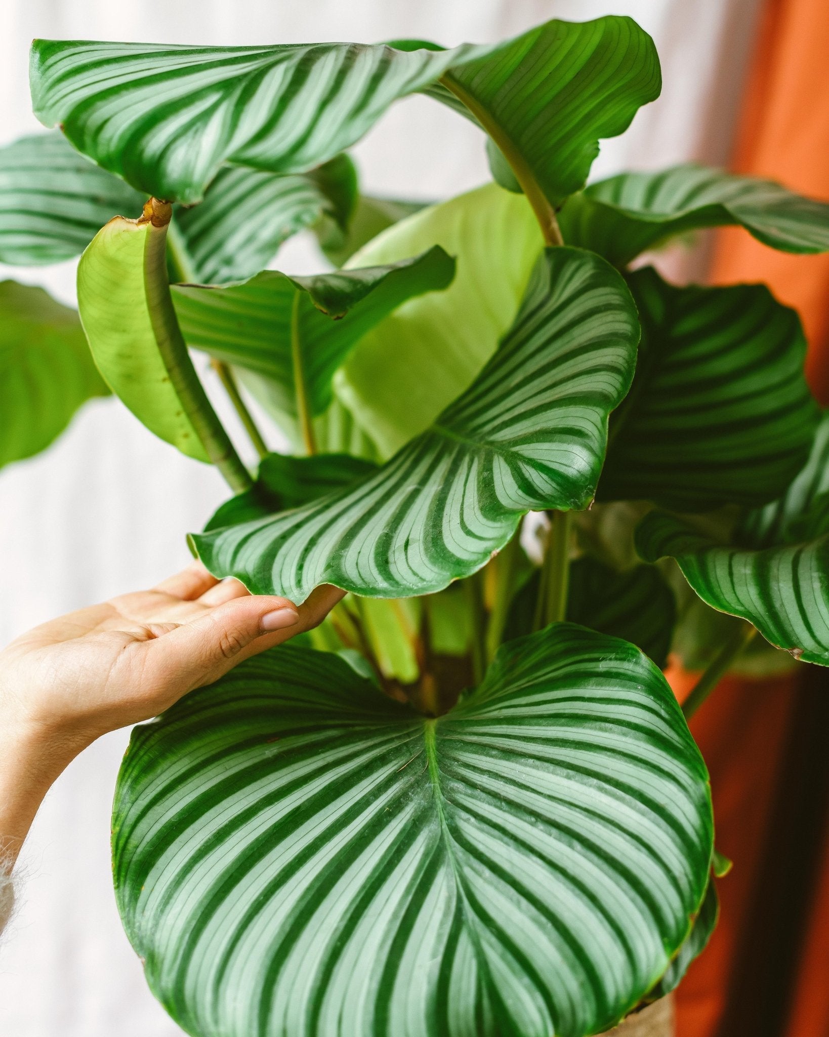 Plante d'intérieur - calathea orbifolia l 50.0cm