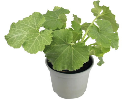 Courgette voor balkon FloraSelf pot Ø 10,5 cm