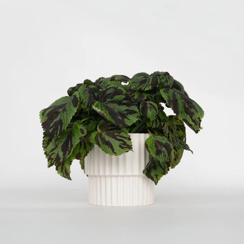 Coleus 'Tiger' - Siernetel - Hoogte 25-35cm - ø17cm