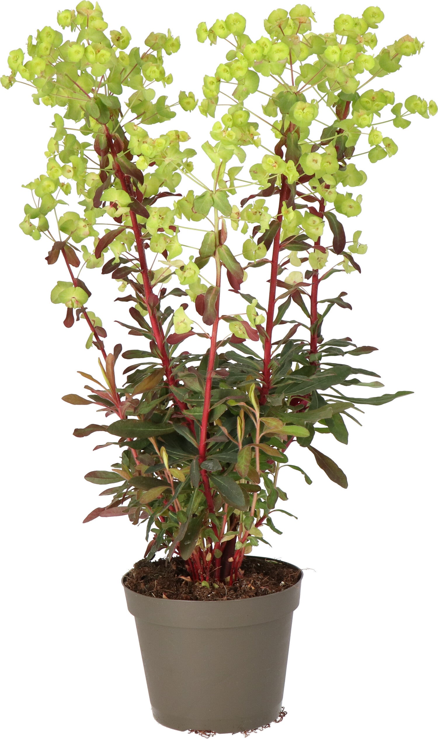 Wolfsmelk (Euphorbia amygdaloides) D 15 H 30 cm