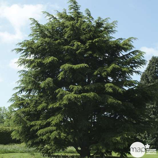 Cèdre bleu de l'Atlas (Cedrus libani Atlantica) 'Glauca': H175/200cm