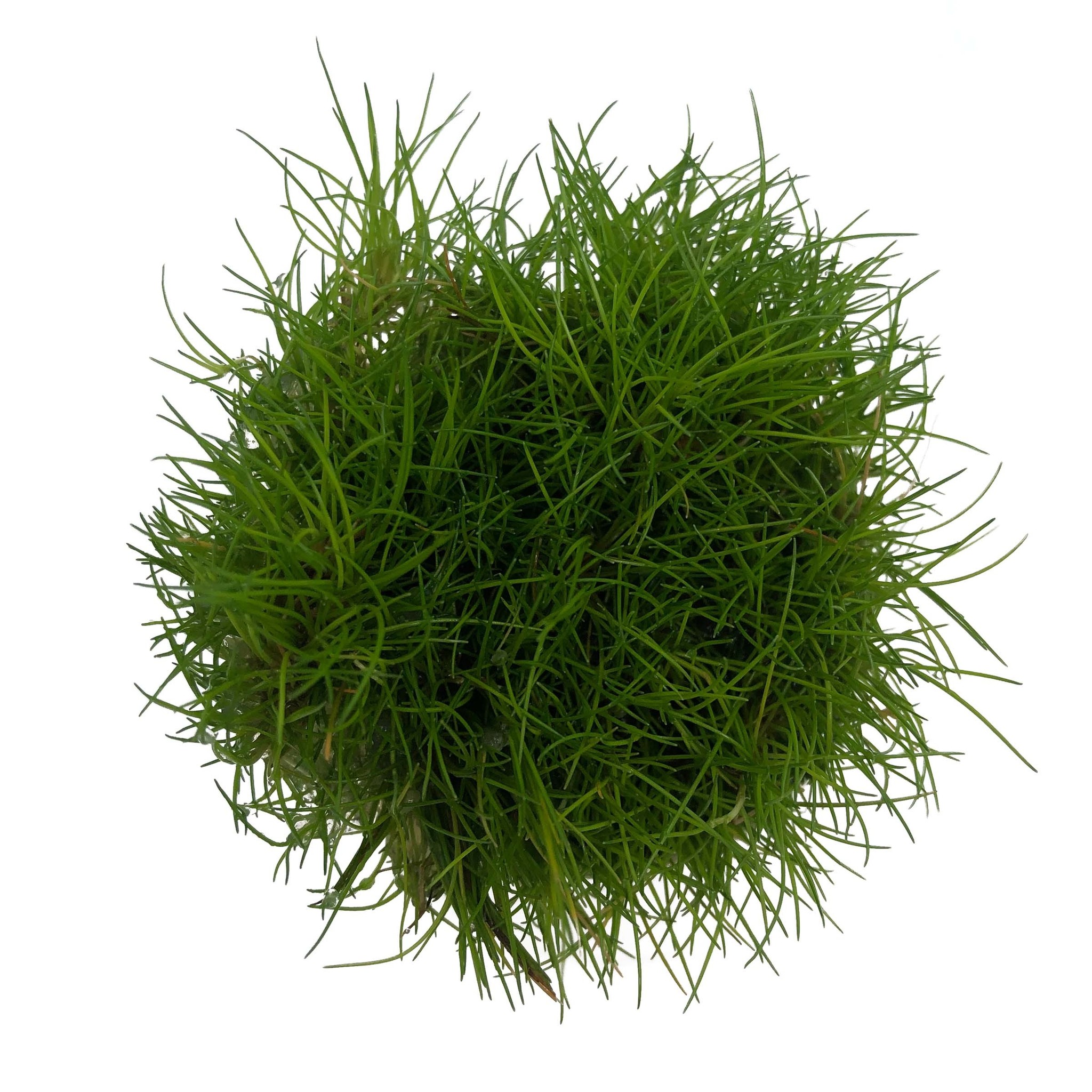 Waterplant Eleocharis parvula in-vitro | Tropisch aquarium