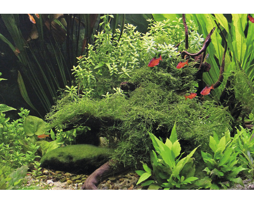 Taxiphyllum barbieri In-Vitro Java Moss
