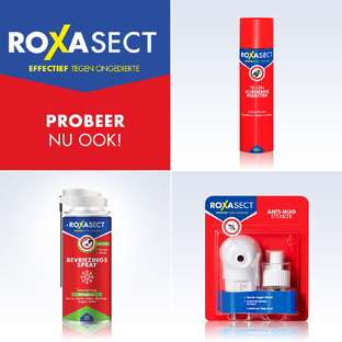 Roxasect Fruitvliegjes 1ST