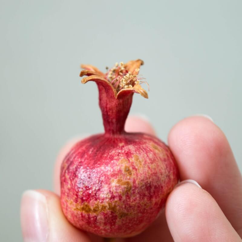 Grenadier (punica granatum) - godet - taille 13/25cm