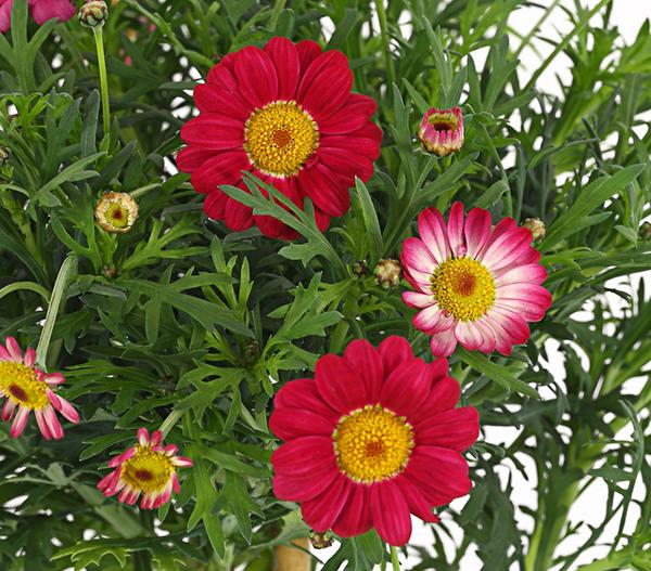 Margerite, Stämmchen, verschiedene Farben