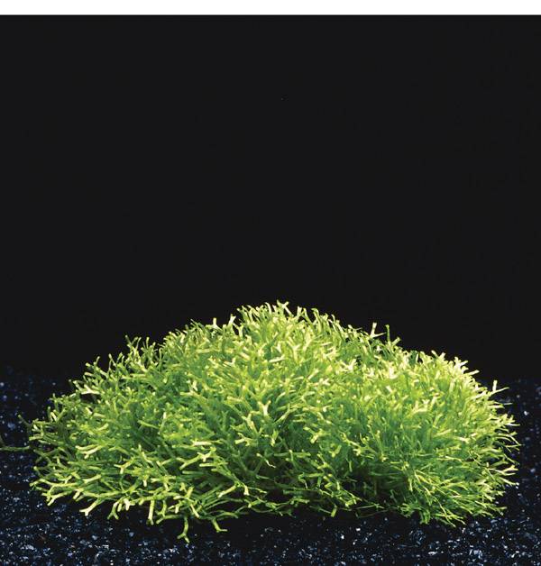 Waterplant Riccia Fluitans in vitro bakje