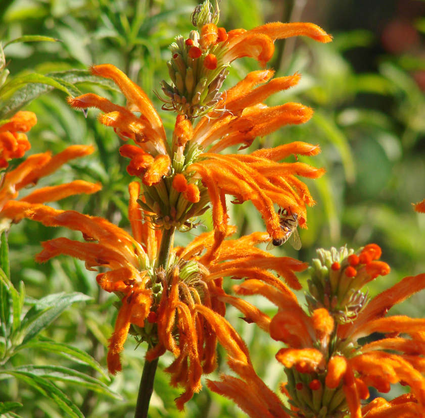 Leonotis leonurus (queue de lion) orange - taille pot de 2 litres - 20/60 cm
